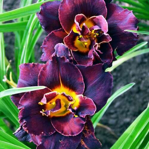 Лилейник Voodoo Dancer (Вуду Дансер)