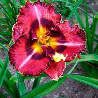 Лилейник Vienna Waltz (Виенна Волтз)