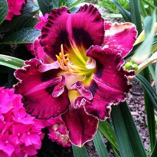 Лилейник Vienna Waltz (Виенна Волтз)