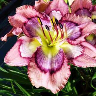 Лилейник Waves Of Joy (Вейвес Оф Джой)