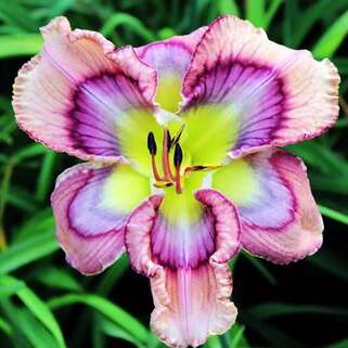 Лилейник Waves Of Joy (Вейвес Оф Джой)