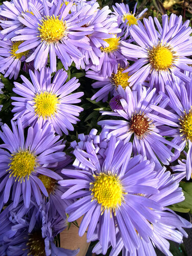 Астра кустарниковая Lady in Blue (Леди ин Блю)