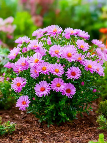 Астра Marjorie (Марджори)