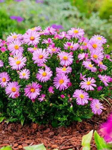 Астра Marjorie (Марджори)