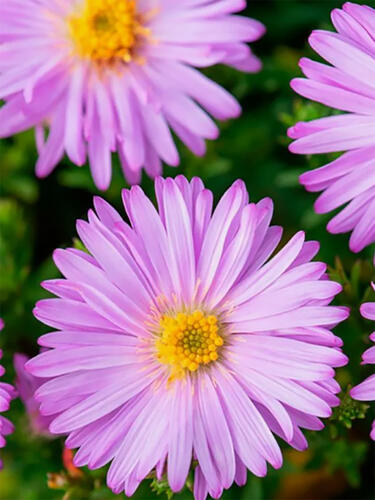 Астра Marjorie (Марджори)