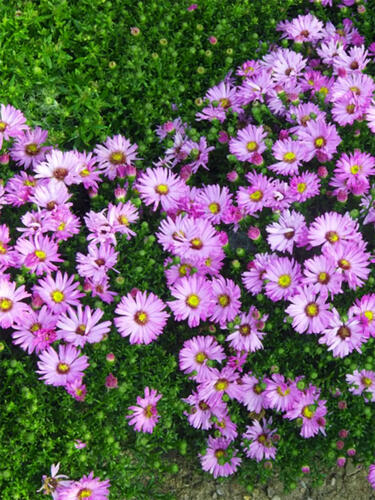 Астра Marjorie (Марджори)