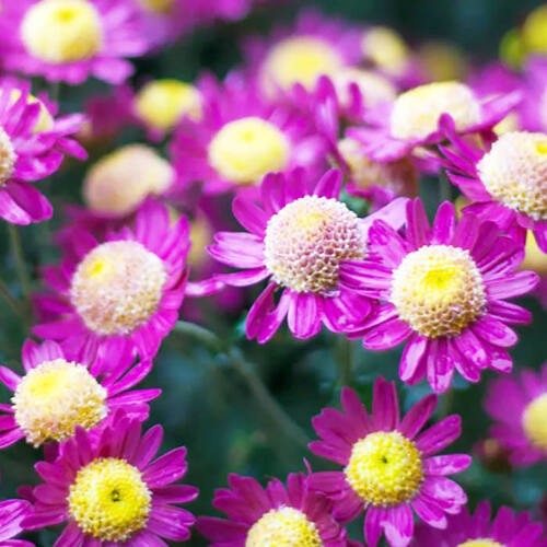 Хризантема корейская Витязь