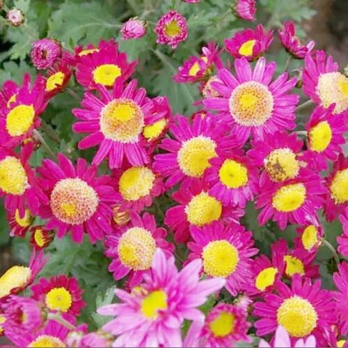 Хризантема корейская Витязь