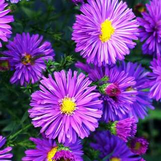 Астра новобельгийская Pride of Colwall (Прайд оф Колвол)