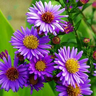 Астра новобельгийская Pride of Colwall (Прайд оф Колвол)