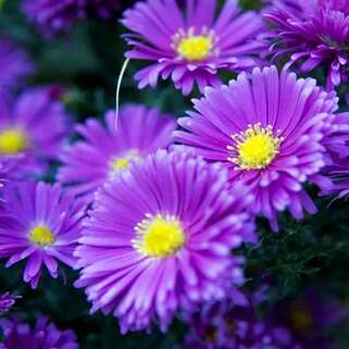 Астра новобельгийская Pride of Colwall (Прайд оф Колвол)