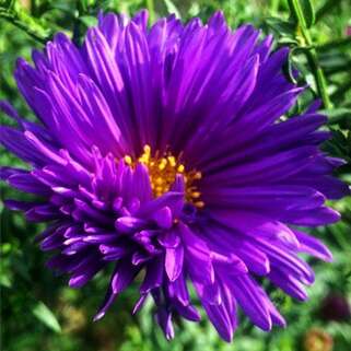 Астра новобельгийская Pride of Colwall (Прайд оф Колвол)