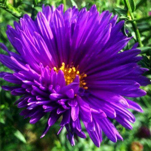 Астра новобельгийская Pride of Colwall (Прайд оф Колвол)