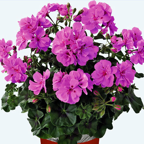Пеларгония Toscana Primo Amethyst
