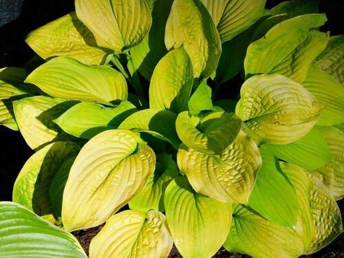 Хоста August Moon (Аугуст Мун) М