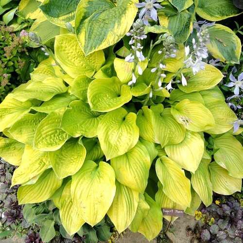 Хоста August Moon (Аугуст Мун) М