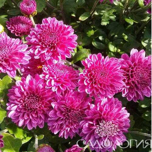 Хризантема корейская Римкабель