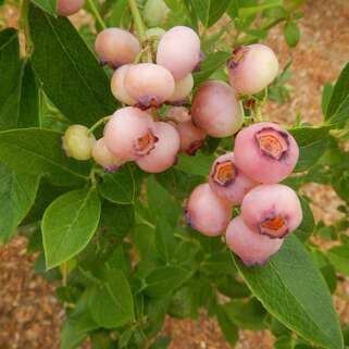 Голубика Pink Popcorn (Пинк Попкорн)