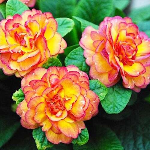 Примула Belarina Nectarine (Беларина Нектарин)