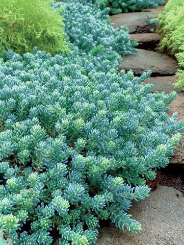 Седум (очиток) Скальный Blue Sprus Блю Спрус