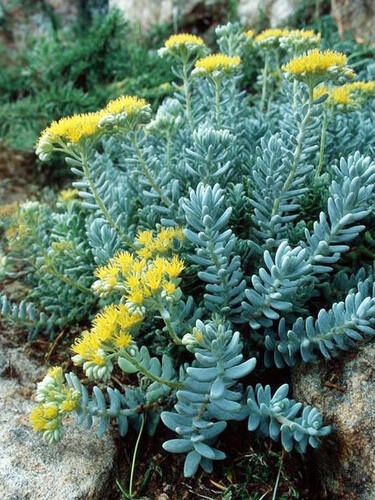 Седум (очиток) Скальный Blue Sprus Блю Спрус