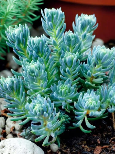 Седум (очиток) Скальный Blue Sprus Блю Спрус