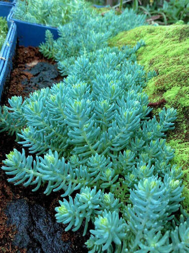 Седум (очиток) Скальный Blue Sprus Блю Спрус