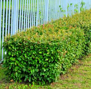 Кизильник блестящий