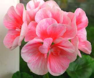 Пеларгония Green Idols Salmon