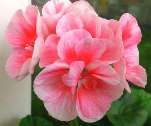 Пеларгония Green Idols Salmon