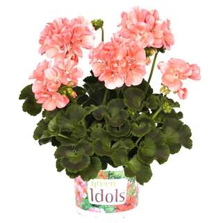 Пеларгония Green Idols Salmon