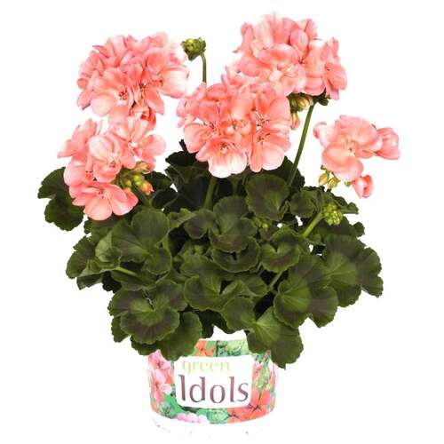 Пеларгония Green Idols Salmon