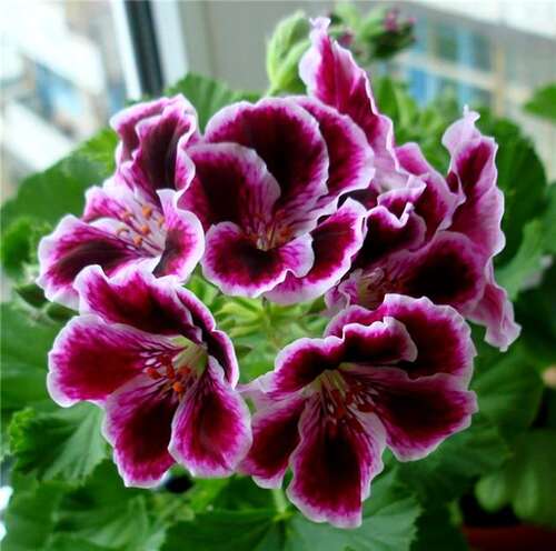 Пеларгония Elegance Imperial