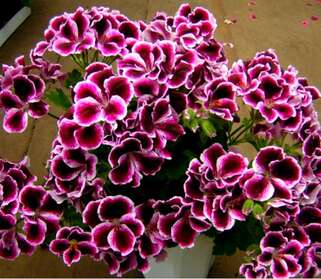 Пеларгония Elegance Imperial