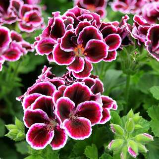 Пеларгония Elegance Imperial