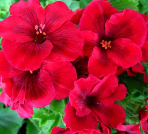 Пеларгония Regalia Dark Red