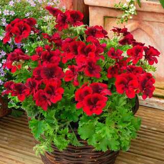 Пеларгония Regalia Dark Red