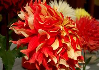 Георгина Nick Sr