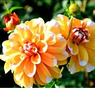 Георгина Bahama Apricot
