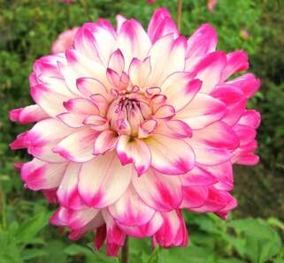 Георгина Ferncliff Duo