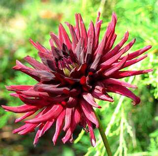 Георгина Black Narcissus