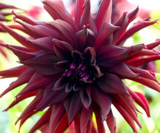 Георгина Black Narcissus