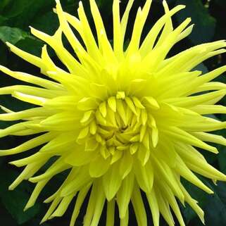 Георгина Yellow Star (Йеллоу Стар)