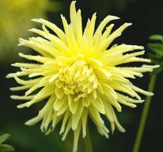 Георгина Yellow Star (Йеллоу Стар)