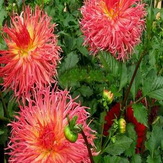 Георгина Aitara Bronwyn