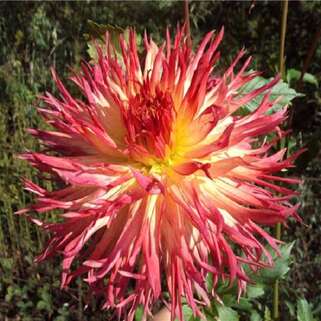 Георгина Aitara Bronwyn