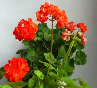 Пеларгония Orange Bud