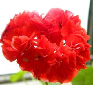 Пеларгония Orange Bud