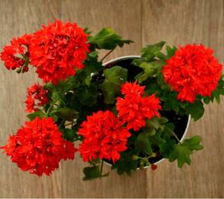 Пеларгония Carolyn Dean