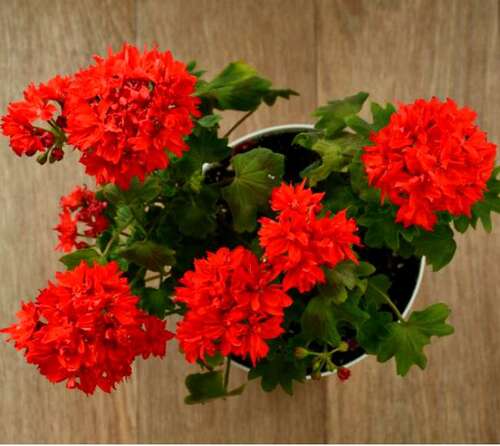 Пеларгония Carolyn Dean